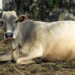 गर्भवती गाय-भैंस की देखभाल में लापरवाही पड़ेगी भारी! सही खानपान और शेड से ही मिलेगा हेल्दी बच्चा और ज्यादा दूध