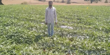 नई तकनीक अपनाई, तरबूज की खेती से आर्थिक तंगी दूर भगाई