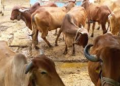 डेयरी सेक्टर को मिलेगा बूस्ट: 25 गायों की गौशाला पर 10 लाख तक सब्सिडी, MP को ‘मिल्क कैपिटल’ बनाने का लक्ष्य