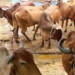 डेयरी सेक्टर को मिलेगा बूस्ट: 25 गायों की गौशाला पर 10 लाख तक सब्सिडी, MP को ‘मिल्क कैपिटल’ बनाने का लक्ष्य