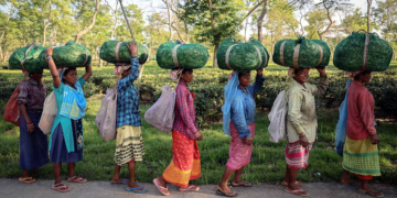 मौसम की मार से चाय उत्पादन में गिरावट, असम में 39% की बड़ी कमी, बंगाल और दक्षिण भारत से मिली राहत