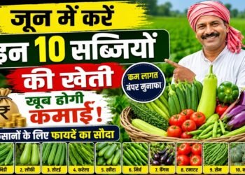June Vegetable Farming