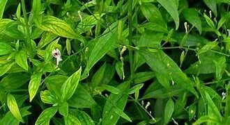 उच्च मूल्य औषधीय फसलों से किसानों को सशक्त बनाने की दिशा में बड़ा कदम, कलमेघ की उन्नत किस्म ‘वल्लभ कलमेघ-1’ बनी उम्मीद की नई किरण