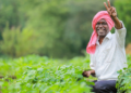 PM Kisan 23वीं किस्त का इंतजार! इन छोटी गलतियों से अटक सकता है पैसा, ऐसे करें तुरंत सुधार