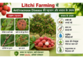 litchi