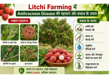 litchi