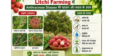 litchi