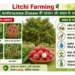 litchi