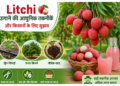 litchi