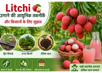 litchi