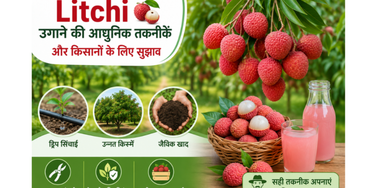 litchi