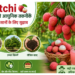 litchi