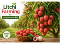 litchi farming