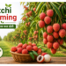 litchi farming