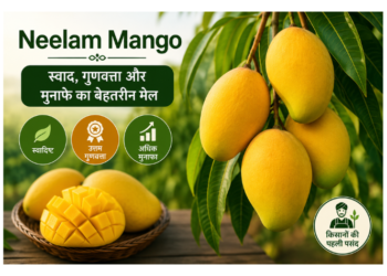 neelam mango