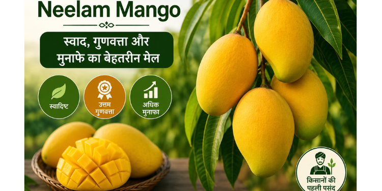 neelam mango