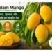 neelam mango
