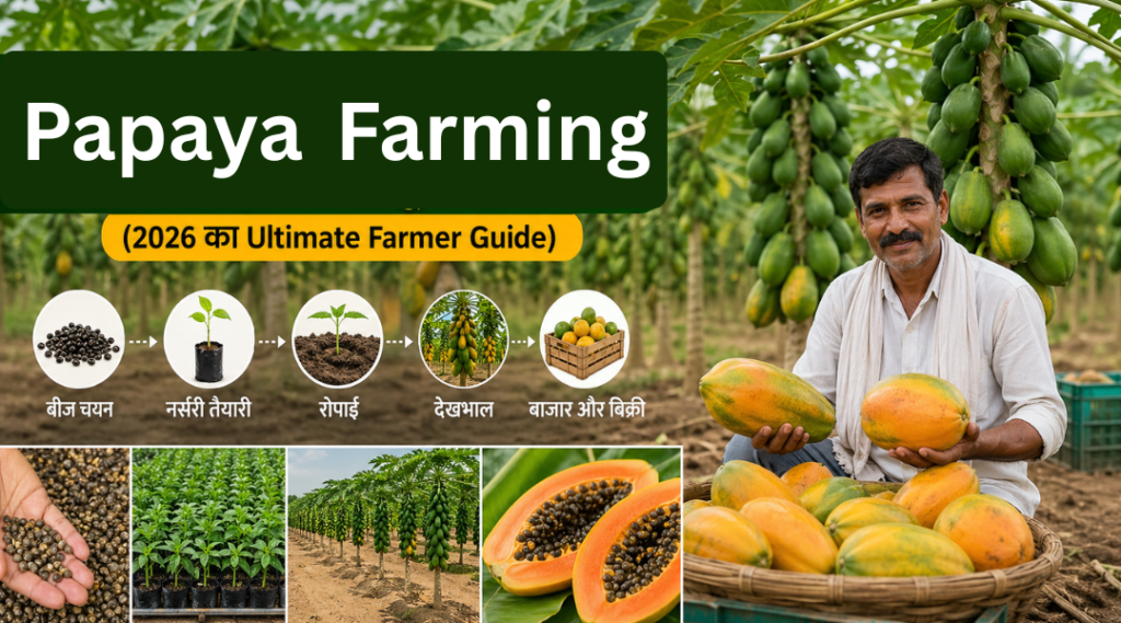 papaya-farming