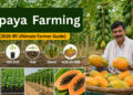 papaya-farming