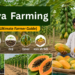 papaya-farming