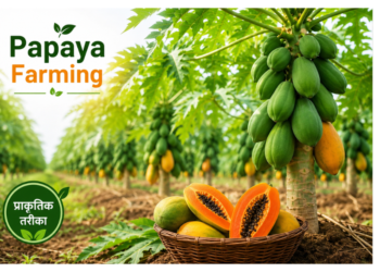 papaya farming