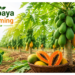 papaya farming