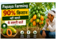 papaya farming