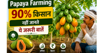 papaya farming