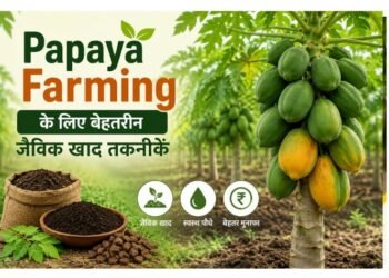 papaya farming