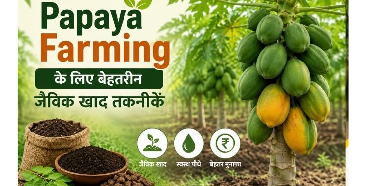 papaya farming