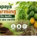papaya farming