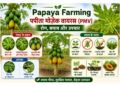papaya farming