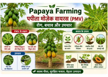 papaya farming