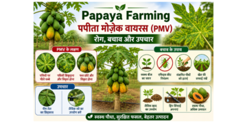 papaya farming