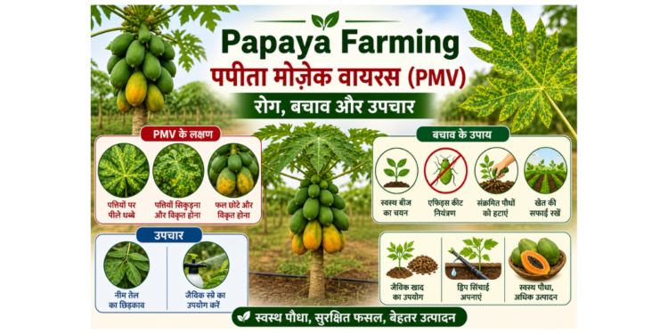 papaya farming