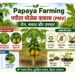 papaya farming