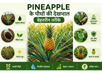 pineapple