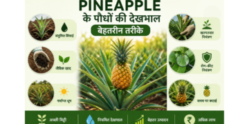 pineapple