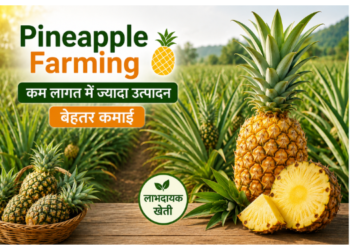 pineapple