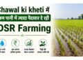 Chawal Ki Kheti