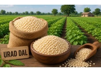 urad dal