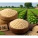 urad dal