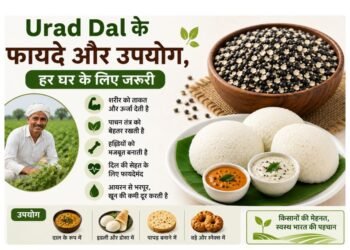 Urad Dal के फायदे और उपयोग, हर घर के लिए जरूरी