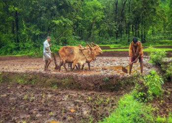 ऑर्गेनिक किसानों को बड़ी राहत! APEDA ने फिजिकल वेरिफिकेशन की डेडलाइन फिर बढ़ाई, अब 3 जुलाई तक मिलेगा समय