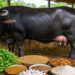 भैंस का दूध बढ़ाने के लिए क्या करें? जानिए वैज्ञानिक और घरेलू उपाय