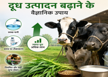 गाय और भैंस का दूध उत्पादन बढ़ाने के वैज्ञानिक उपाय