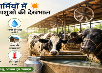 गर्मियों में दुधारू पशुओं की देखभाल कैसे करें? जानिए दूध उत्पादन बढ़ाने और हीट स्ट्रेस से बचाने के प्रभावी उपाय