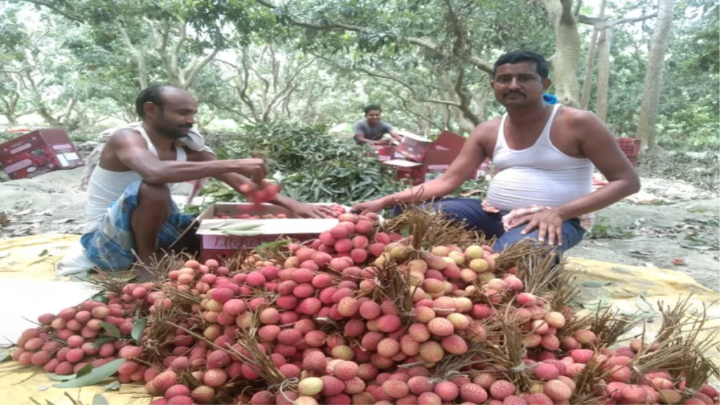 Bihar Litchi