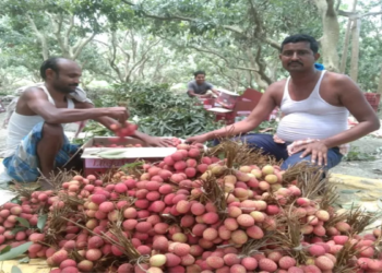 Bihar Litchi