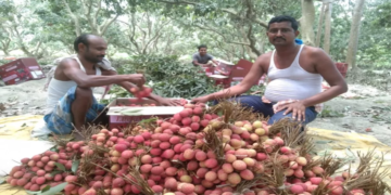 Bihar Litchi